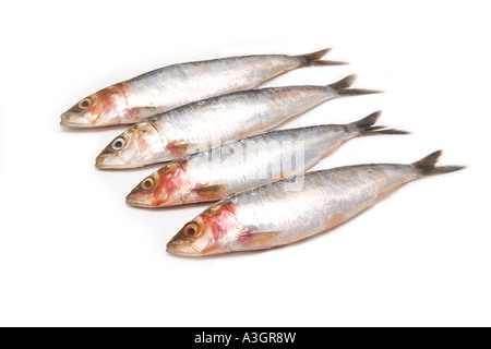 Sardines isolated on a white background studio. Banque D'Images