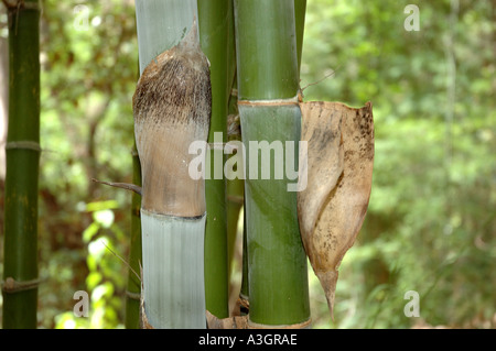 Dendrocalamus strictus bambou hardy Kataila Karail tolérant la sécheresse Myin wa Myin byu Mu zhu bambou mâle Nakur Baa interdit Banque D'Images