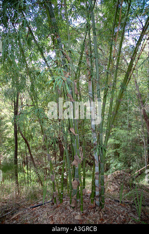 Dendrocalamus strictus bambou hardy Kataila Karail tolérant la sécheresse Myin wa Myin byu Mu zhu bambou mâle Nakur Baa interdit Banque D'Images