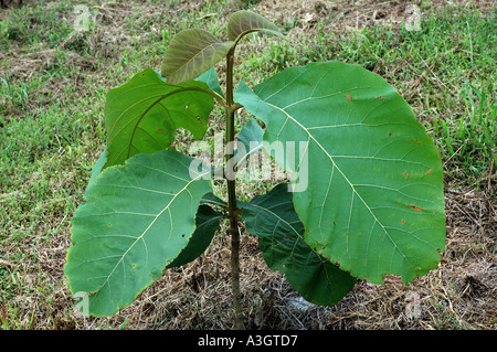Tectona grandis en teck d'Asie à feuilles caduques Banque D'Images
