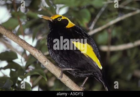 Oiseau Regent Sericulus chrysocephalus Queensland Australie Banque D'Images