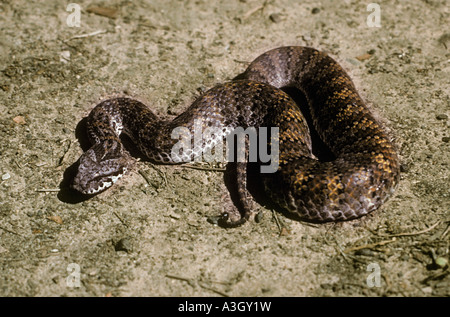 Death Adder Acanthophis praelongus Australie Banque D'Images