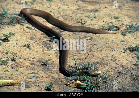 Taipan Oxyuranus scutellatus Australie Territoire du Nord Banque D'Images