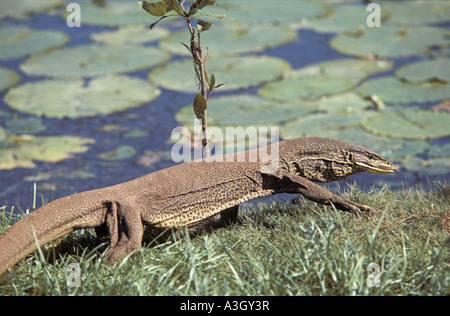 Contrôle de l'eau Goulds Varanus gouldii Parc National de Kakadu en Australie Banque D'Images