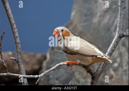 Taeniopygia guttata Zebra Finch Australian Outback Banque D'Images