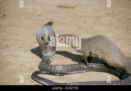 Mangouste cobra attaque une Inde Banque D'Images