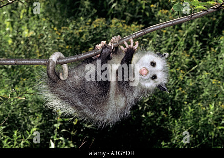 L'opossum Didelphis virginiana Amérique du Nord Banque D'Images