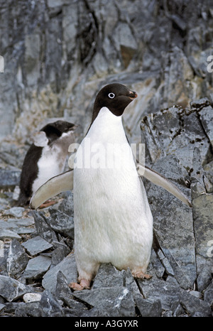 Adelie Penguin Pygoscelis adeliae Antarctique Hope Bay Banque D'Images