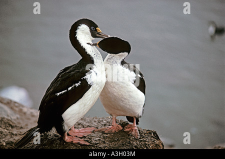 Blue Eyed baise Phalocrocopax atriceps au lissage de l'Antarctique Banque D'Images