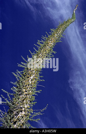 Arbre généalogique Boojum Fouquieria columnaris Cirio aka syn Idria columnaris Bahia de Los Angeles Baja California au Mexique Banque D'Images