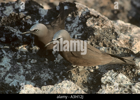 Brown aka Noddys Sternes Noddy Anous stolidus Isabellita Isla Baja California au Mexique Banque D'Images