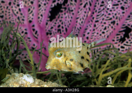 Griffonné Cowfish Quadricornis Acanthostracion Caraïbes Banque D'Images