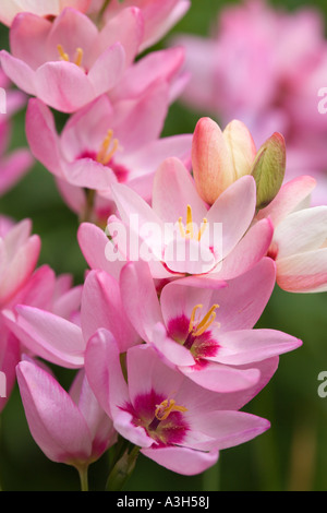 Lily, maïs, fleurs d'Ixia Banque D'Images