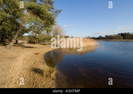 Frensham Little Pond - Surrey - UK Banque D'Images