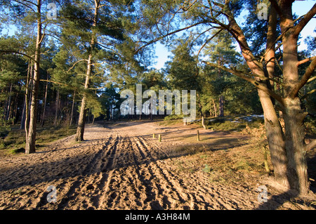 Frensham Little Pond - Surrey - UK Banque D'Images