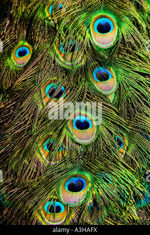 Les plumes de paon closeup close up close-up macro détail Banque D'Images
