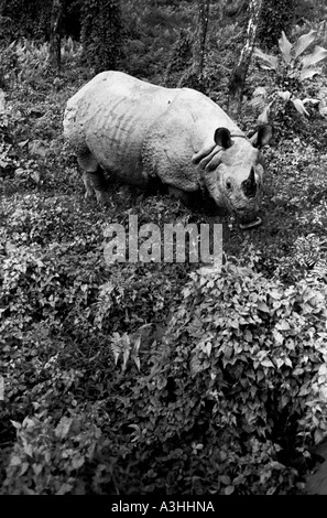 Rhinocéros asiatique dans le parc national Royal de Chitwan Népal Banque D'Images