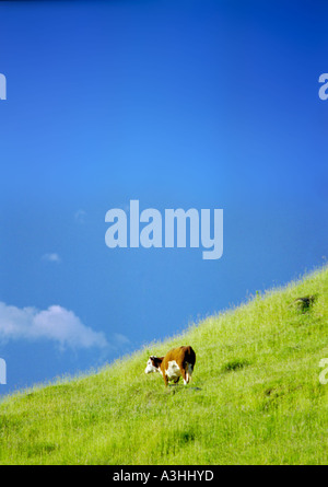 Le pâturage des vaches sur la colline herbeuse au-dessus de Akaroa Banque D'Images