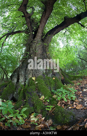 Ancien Grand tilleul à feuilles sur le Cotswold Way Tilia platyphyllos Lineover Bois Gloucestershire UK Banque D'Images