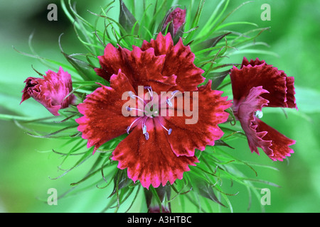 Dianthus fleurs en Juillet Banque D'Images
