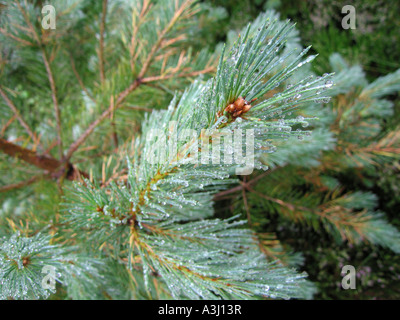 Close up Direction générale de sapins de rosée Banque D'Images