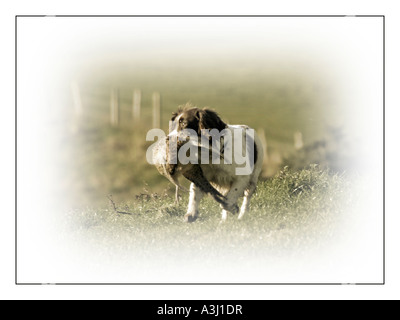 Springer Spaniel chien avec faisan dans la bouche Banque D'Images