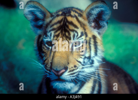cub tigre Banque D'Images