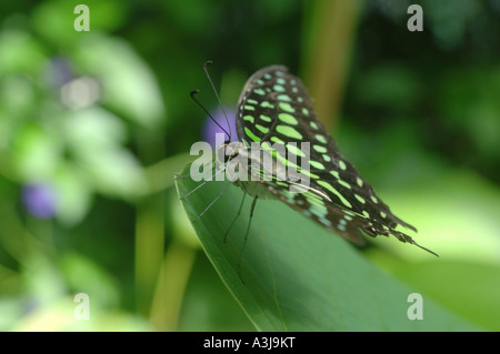 Portrait d'un papillon Banque D'Images