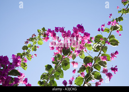 Fleurs roses Banque D'Images