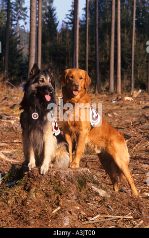 Chien Berger Belge et Golden Retriever dog - chiens de secours Banque D'Images