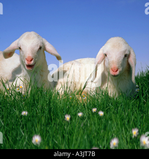 Les moutons domestiques - deux agneaux - lying / Ovis aries Banque D'Images