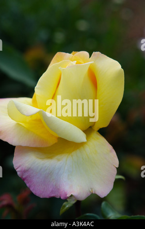 Rose Banque D'Images