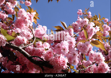 Les fleurs de cerisier against a blue sky Banque D'Images