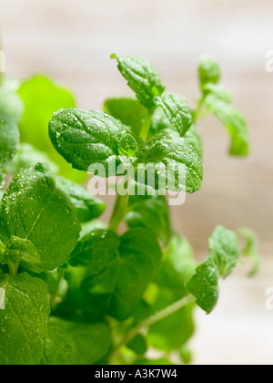 Un gros plan d'eau douce avec d'autres feuilles de menthe feuilles floue derrière Banque D'Images