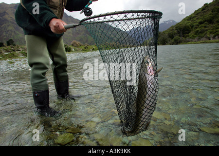 Un saumon pris sur la rivière Lochy, près de Queenstown en Nouvelle-Zélande l'une des meilleures rivières au monde pour la pêche de mouche Banque D'Images