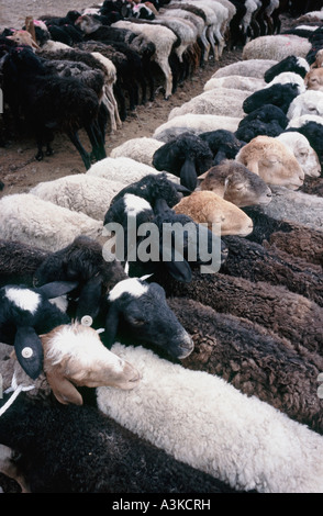 2 juillet 2006 - Les moutons sont vendus à l'échelle locale du marché dimanche dans la ville chinoise de Kashgar dans la province du Xinjiang. Banque D'Images