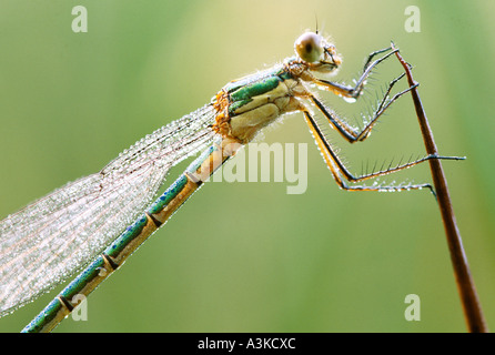 Dragonfly (Lestes sponsa) sécher ses ailes après le lever du soleil, Boltenmoor, Münster, Allemagne Banque D'Images