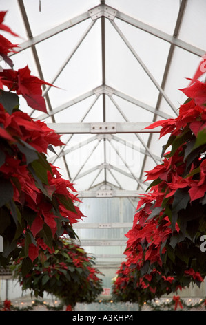 Deux rangées de hanging red poinsettia plantes dans une serre en vente pour les vacances de Noël. Banque D'Images