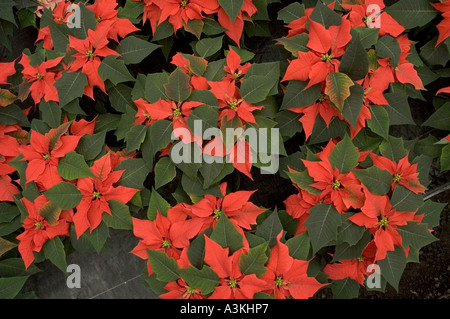 Plusieurs poinsettia rouge fleurs dans une serre prêt à être vendu pour Noël Banque D'Images