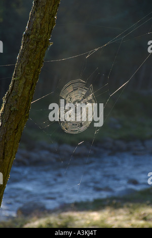 Web Spider Matin Forêt de Mar Dee Dee de Linn Glen Braemar Quoich montagnes Grampian Aberdeenshire Ecosse 2006 Banque D'Images