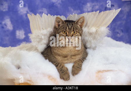 Chat domestique avec les ailes d'ange Banque D'Images