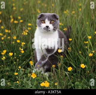Scottish Fold - cat sitting on meadow Banque D'Images