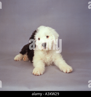 Chien - chiot Bobtail couché Banque D'Images