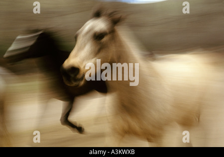Flou sur les courses de chevaux Banque D'Images