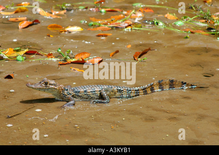 Caïman à lunettes bébé dans le Parc National de Tortuguero, Costa Rica, Amérique Centrale Banque D'Images