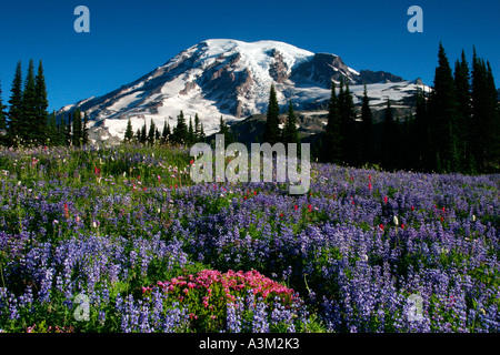 Mt Rainier au-dessus de prairies de lupin et Heather rose près de Paradise Mount Rainier National Park New York USA Banque D'Images