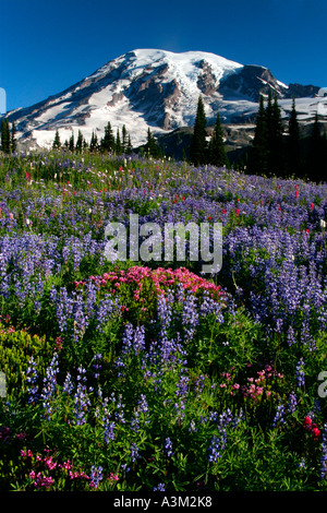 Mt Rainier au-dessus de prairies de lupin et Heather rose près de Paradise Mount Rainier National Park New York USA Banque D'Images