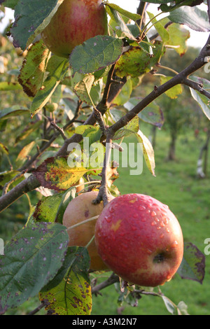 Apple (Malus domestica) Belle de Boskoop Banque D'Images