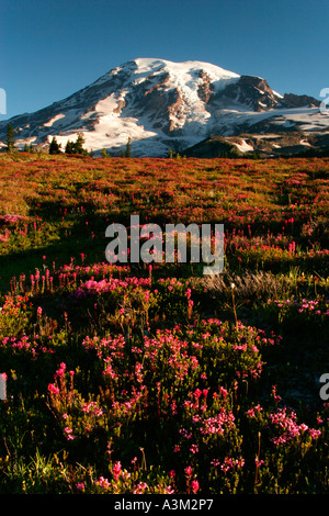 Mt Rainier au-dessus de prairies d'Heather rose près de Paradise Mount Rainier National Park New York USA Banque D'Images
