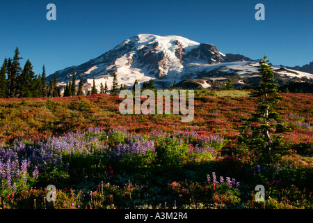 Mt Rainier au-dessus de prairies d'Heather rose lupin et le pinceau en feu en couleur près de Paradise. Banque D'Images